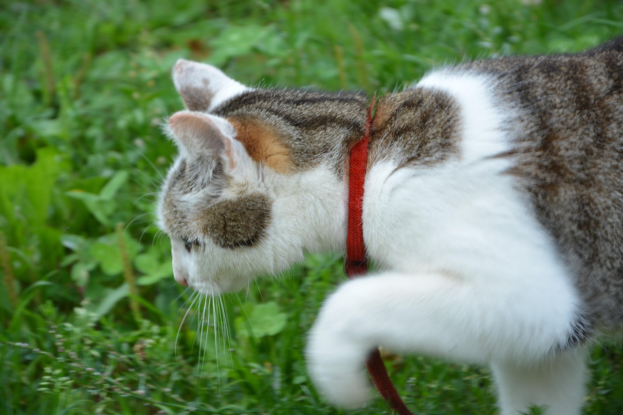 掌握猫来了游戏攻略：提升策略与操作技巧